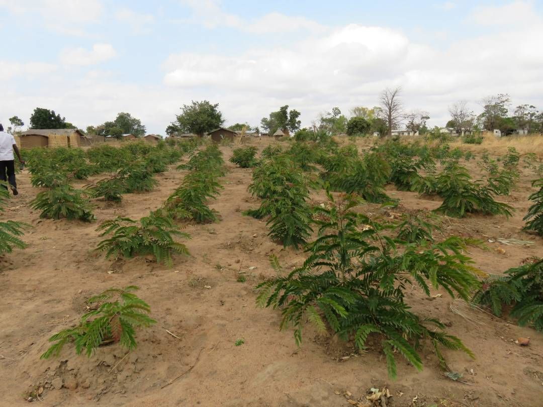 Treeseedlings picture 2