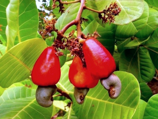 cashew4