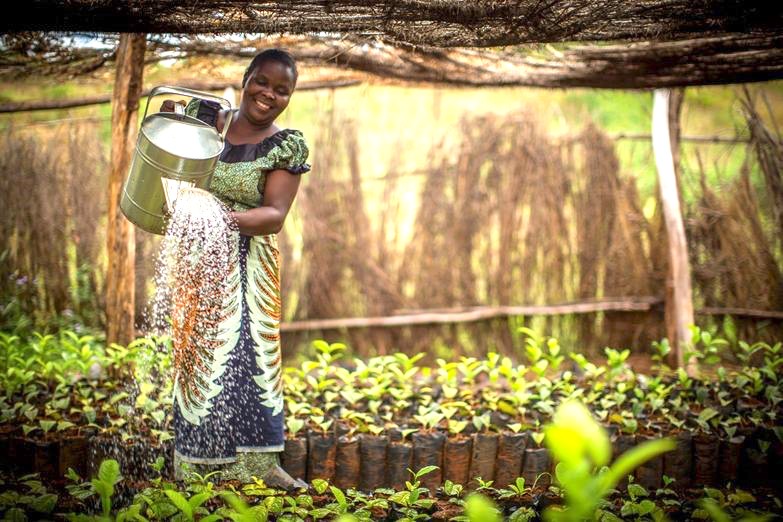 Woman-nursery-operator-watering-tea-plants