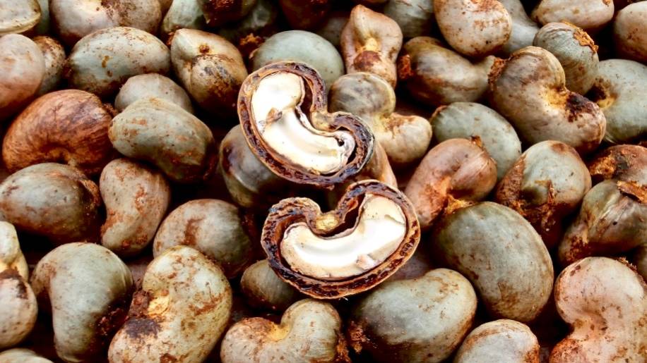 La transformation des noix de cajou ⏤ une mine de opportunités d'emploi  pour autonomiser la jeunesse africaine - SNRD Africa