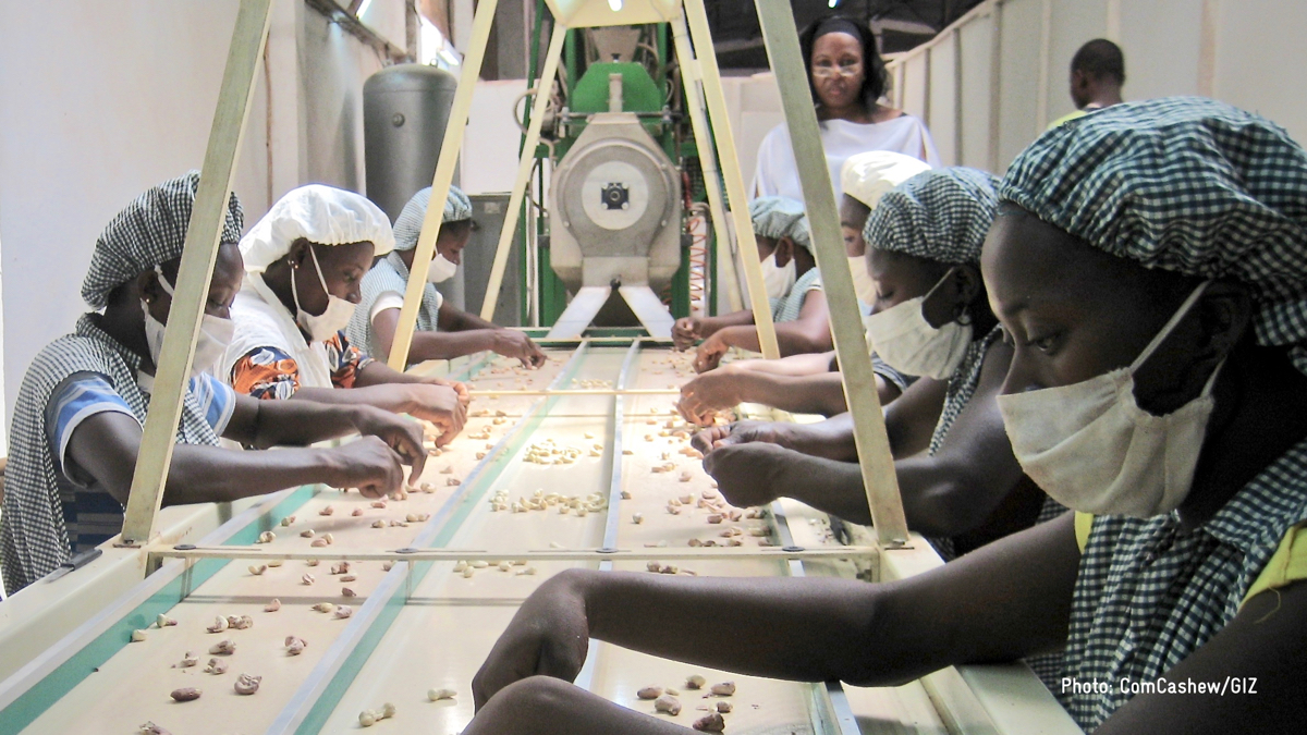 factory_women_ inspection_cashew kernel (2)