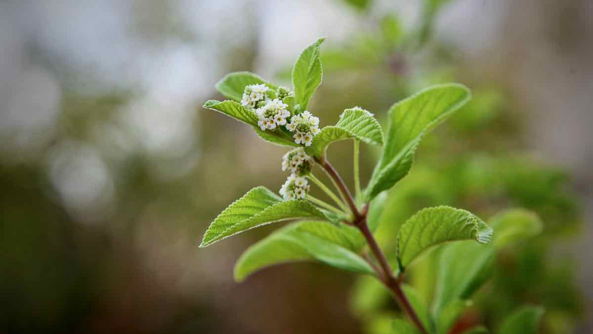Lippia javanica_01_ El