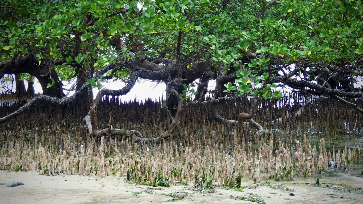 Mangroves in Kenya