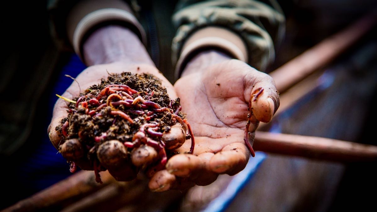 ProSoil_ETH_Vermicompost_Copyright_GIZ_Abinet Shiferaw Vermiculture, resilience