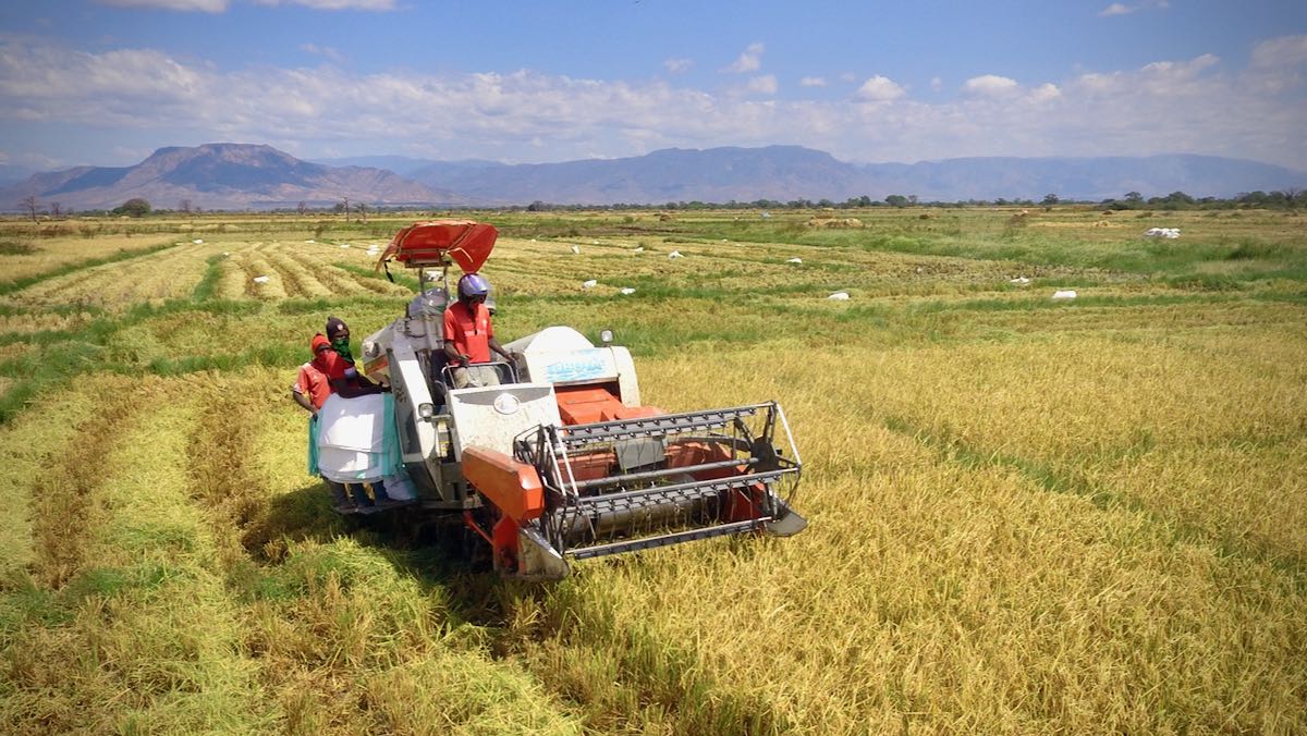 Combine Harvester in Africa