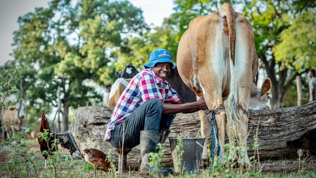 Dairy Value Chain Agrometeorological innovation