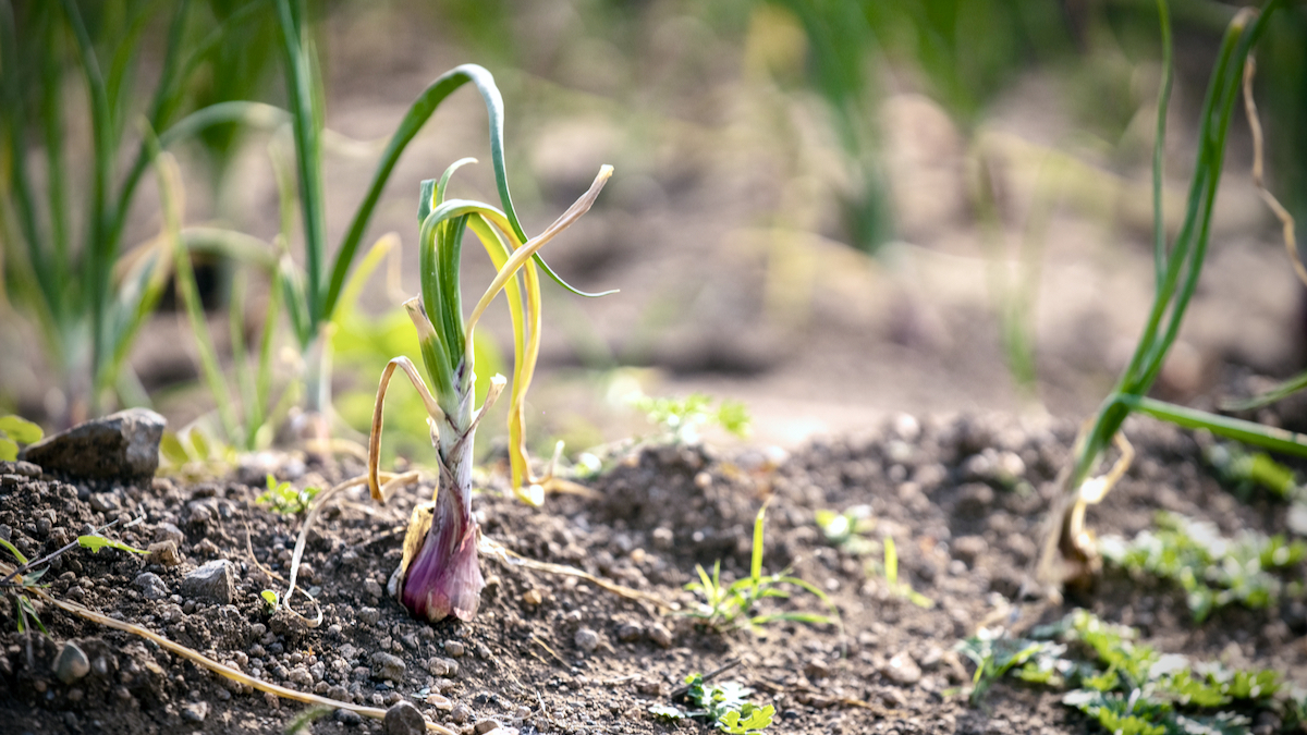 agriculture