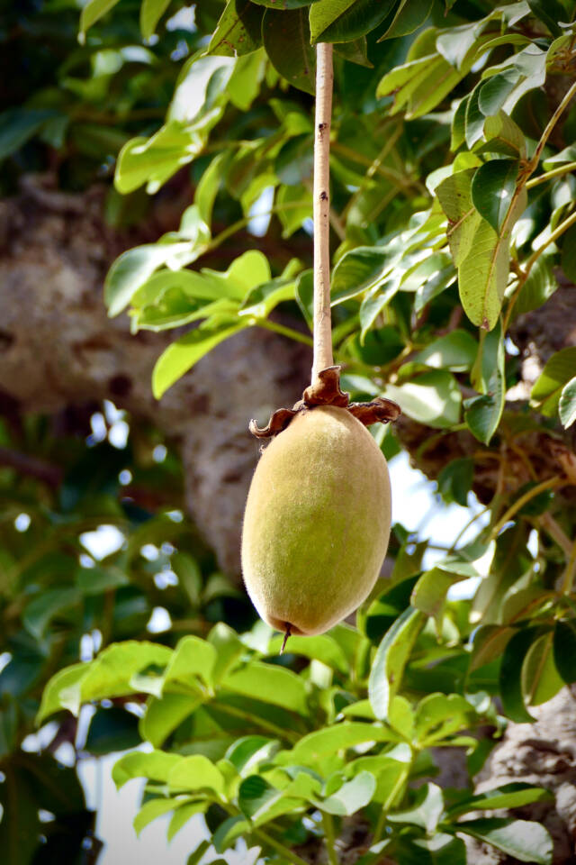 baobab fruit