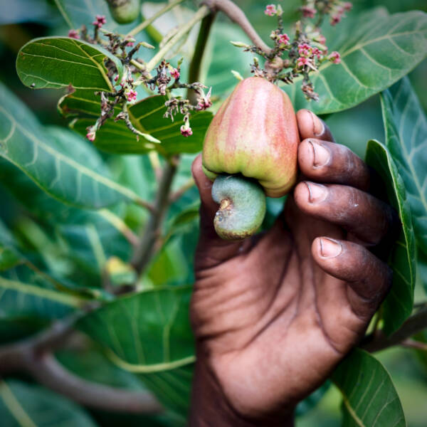 Cashew_apple_on_tree cashew apple with nut